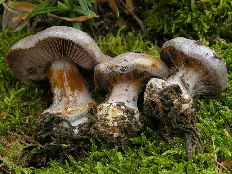 Cortinarius da determinare.